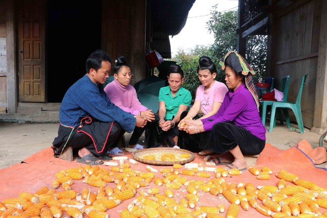 В конце мая и начале июня по лунному календарю наступает сезон сбора кукурузы у представителей народности Конг. Фото: Vietnamplus
