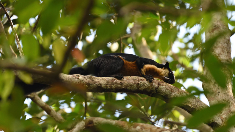 Черная белка в национальном парке Фукуок. Фото: vqgpq.kiengiang.gov.vn Черная белка в национальном парке Фукуок. Фото: vqgpq.kiengiang.gov.vn