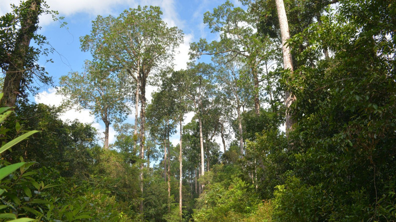 Вечнозеленый лиственный лес на Фукуоке. Фото: vqgpq.kiengiang.gov.vn Вечнозеленый лиственный лес на Фукуоке. Фото: vqgpq.kiengiang.gov.vn