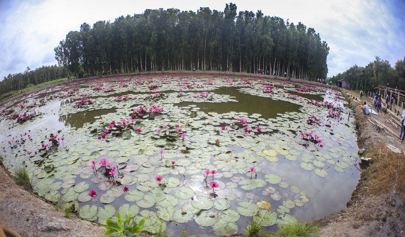 Зона экотуризма постепенно создана. Фото: thamhiemmekong.com Зона экотуризма постепенно создана. Фото: thamhiemmekong.com