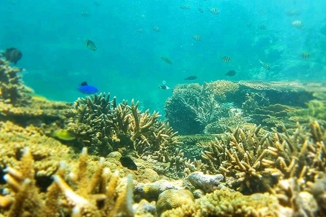 Разноцветные рыбки на дне моря. Фото: dantri.com.vn Разноцветные рыбки на дне моря. Фото: dantri.com.vn