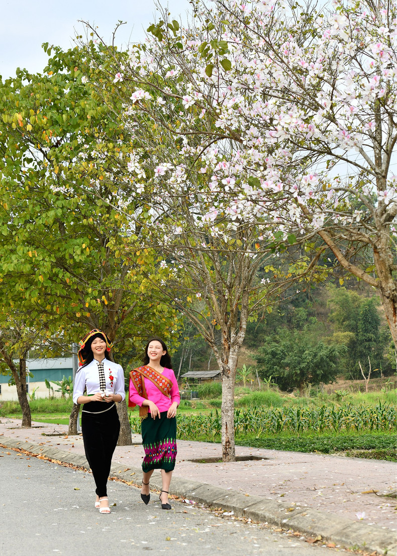 Сезон расцветающих цветов баухинии в провинции Дьенбьен.