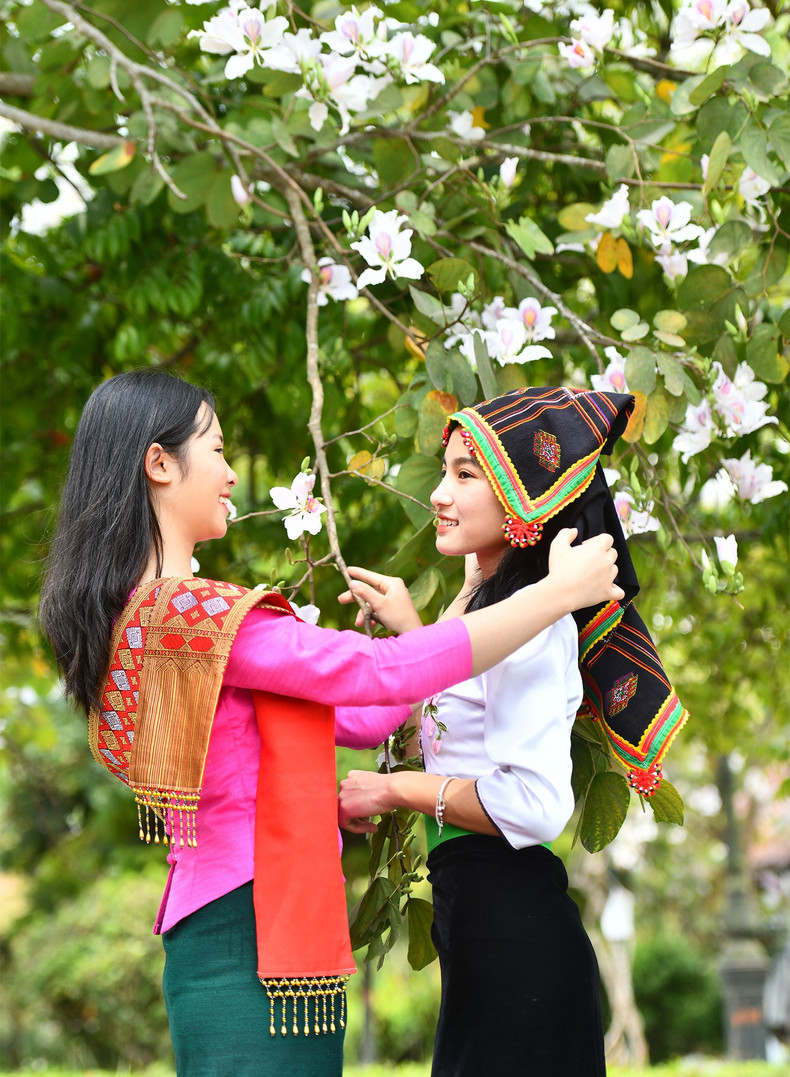 Март – сезон цветов баухинии. Вся земля и небо Северо-Запада вдруг становятся яркими и сияющими.