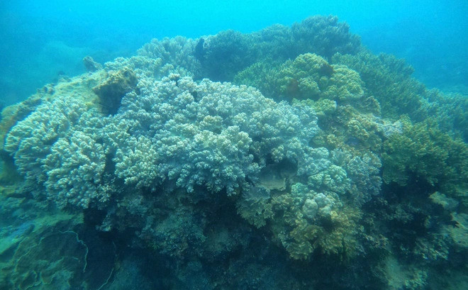 Это место с высоким потенциалом биоразнообразия с наличием зарослей морских водорослей, коралловых рифов и богатых видов водных животных. Фото: dantri.com.vn Это место с высоким потенциалом биоразнообразия с наличием зарослей морских водорослей, коралловых рифов и богатых видов водных животных. Фото: dantri.com.vn