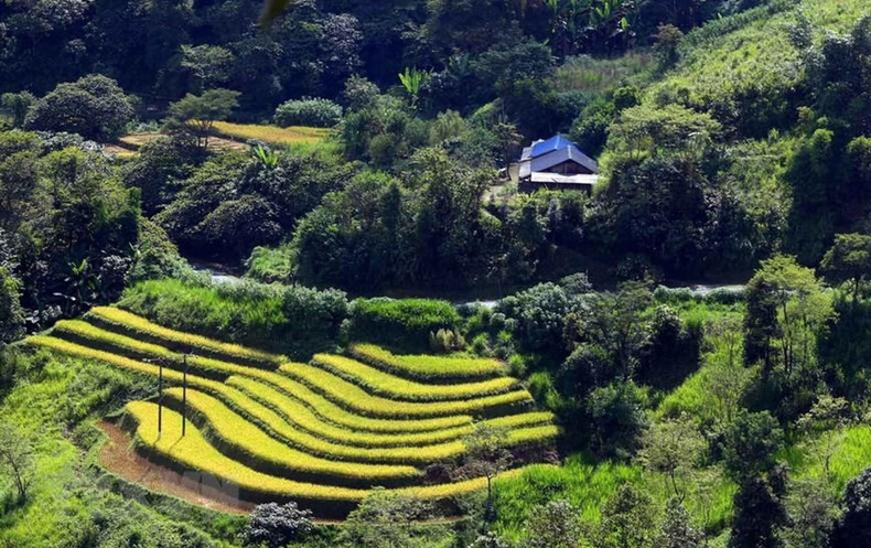 Желтый цвет спелого риса посреди богатого природного ландшафта создает красивые цветные картины. Желтый цвет спелого риса посреди богатого природного ландшафта создает красивые цветные картины.