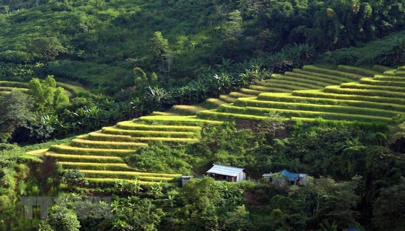 Они напоминают мягкие шелковые ленты под осенним солнцем. Они напоминают мягкие шелковые ленты под осенним солнцем.