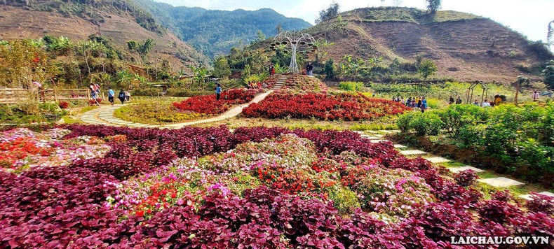 Ковер из цветов бегонии с ярко-красными цветками является изюминкой всего цветника. Фото: laichau.gov.vn