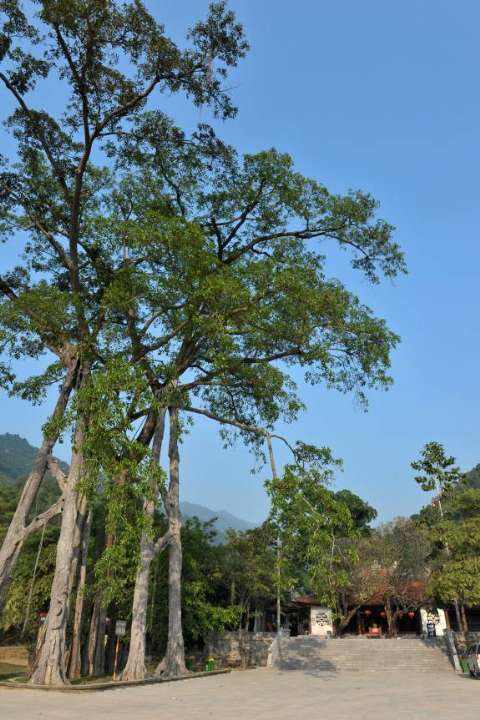 Баньяновое дерево с девятью корнями является самым характерным для достопримечательности Тэйтхиен. Фото: vnexpress.net