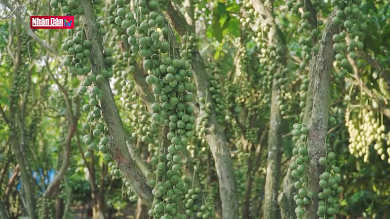 В среднем каждое десятилетнее дерево баккореи дает от 100 до 200 кг плодов. В среднем каждое десятилетнее дерево баккореи дает от 100 до 200 кг плодов.