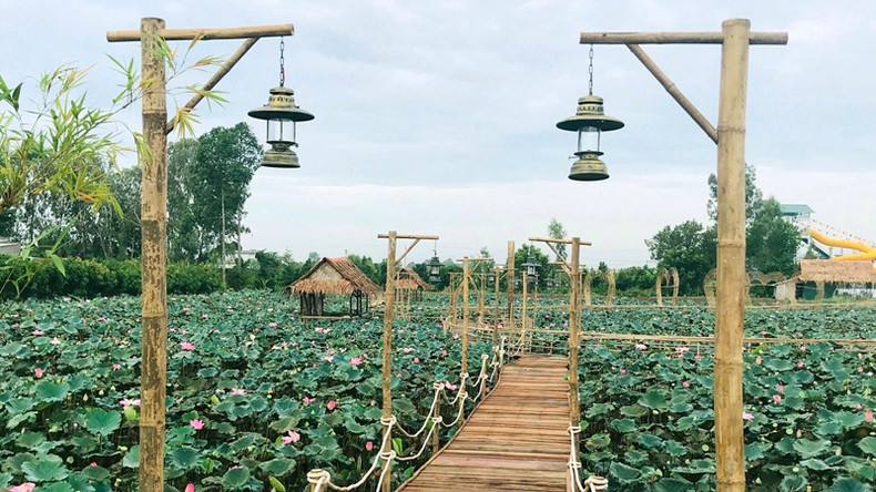 Красота лотосового пруда с цветущими цветами лотоса. Фото: thamhiemmekong.com Красота лотосового пруда с цветущими цветами лотоса. Фото: thamhiemmekong.com