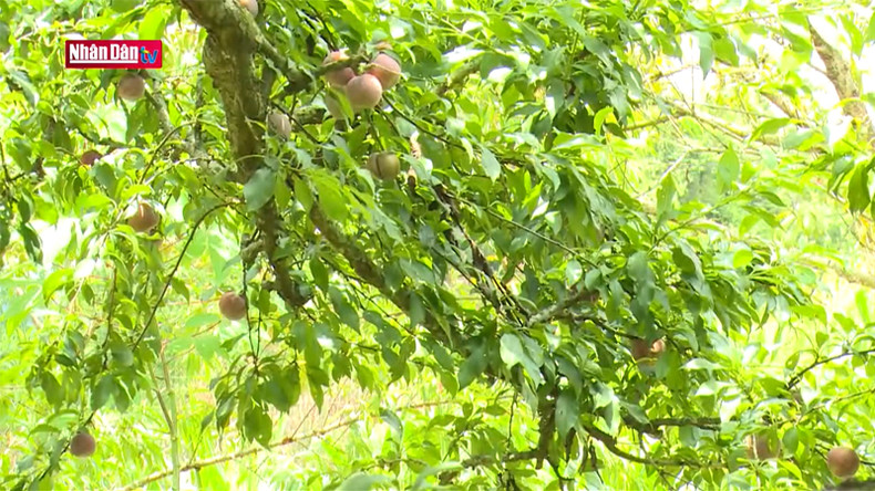 Туристы могут собирать сочные спелые сливы прямо в саду. Туристы могут собирать сочные спелые сливы прямо в саду.