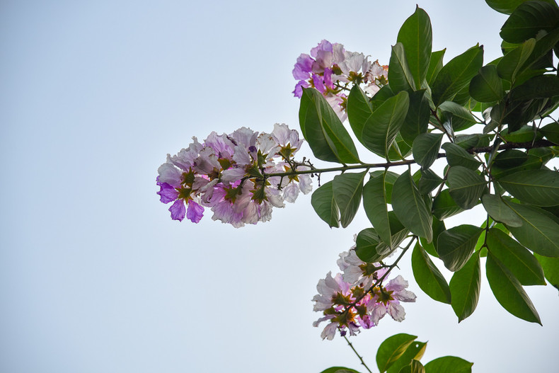 Фиолетовый цвет смешивается с голубым небом, создавая мечтательную картину. Фиолетовый цвет смешивается с голубым небом, создавая мечтательную картину.