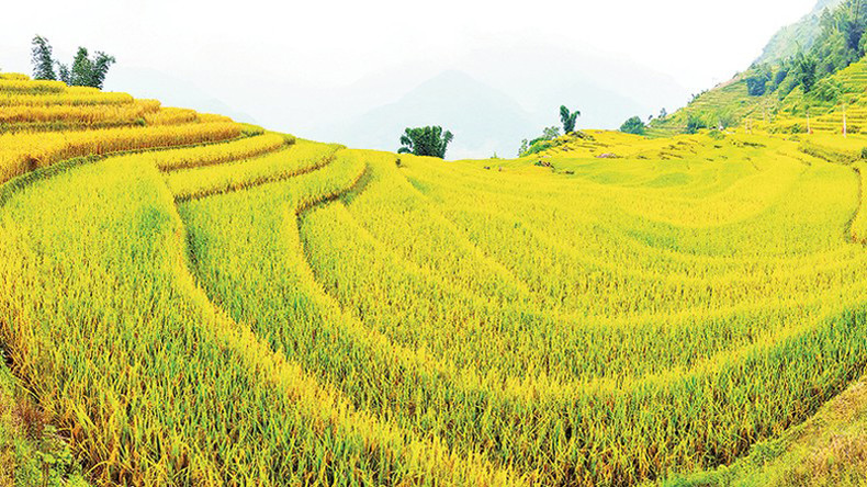 Рисовые волны.