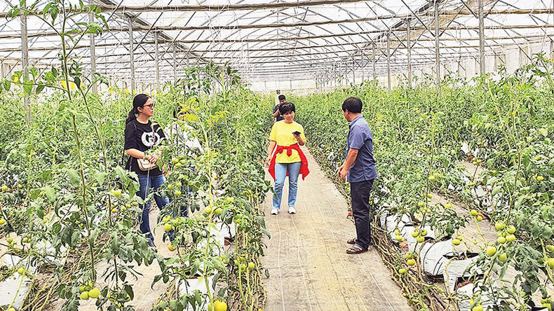 Туристы знакомятся с моделью органического сельского хозяйства с применением высоких технологий в Мангдене (провинция Контум). Туристы знакомятся с моделью органического сельского хозяйства с применением высоких технологий в Мангдене (провинция Контум).