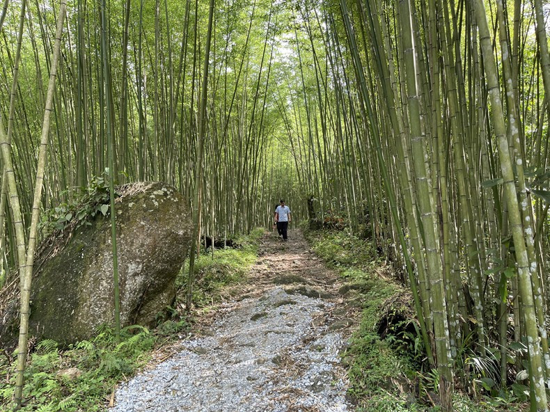 Провинция Баккан нацелена на привлечение туристов в зоны экотуризма. На фото: бамбуковый лес Пулау в общине Йензыонг уезда Бабэ Провинция Баккан нацелена на привлечение туристов в зоны экотуризма. На фото: бамбуковый лес Пулау в общине Йензыонг уезда Бабэ