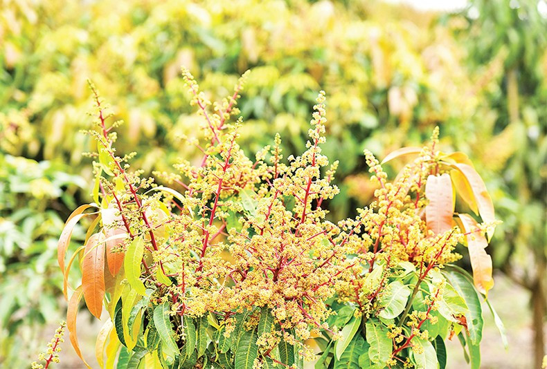 Погода относительно благоприятная для опыления цветов манго. Погода относительно благоприятная для опыления цветов манго.