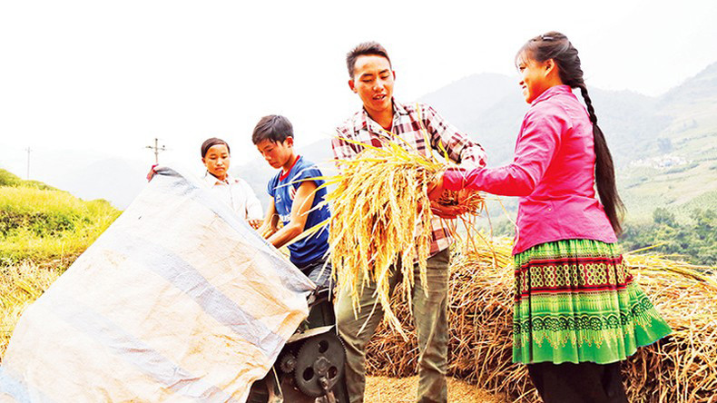 Золотые зерна.