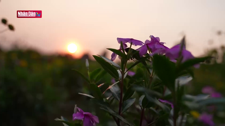 Хонмат также является идеальным местом для наблюдения за восходом и закатом солнца.