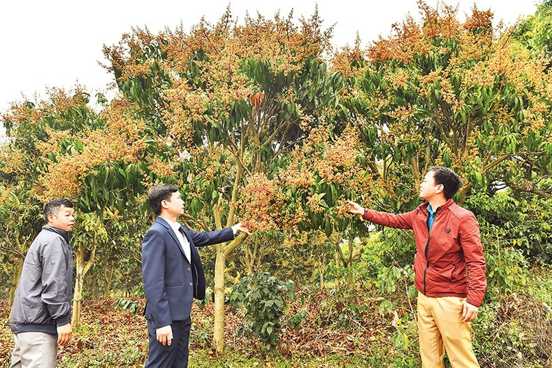 Сотрудники Подотдела культивирования и защиты растений провинции Шонла и Палаты сельского хозяйства и развития деревни уезда Майшон проверяют опыление на специализированном для выращивания манго угодье в уезде Майшон. Сотрудники Подотдела культивирования и защиты растений провинции Шонла и Палаты сельского хозяйства и развития деревни уезда Майшон проверяют опыление на специализированном для выращивания манго угодье в уезде Майшон.