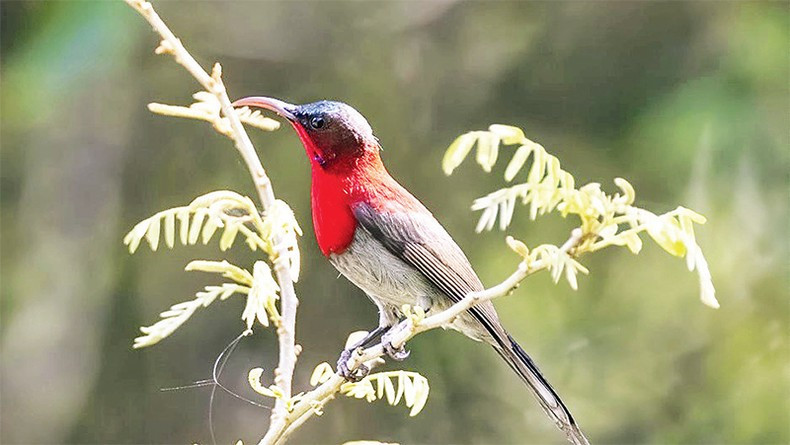 Красивая желтоспинная острохвостая нектарница во Всемирном биосферном заповеднике Конханынг. Красивая желтоспинная острохвостая нектарница во Всемирном биосферном заповеднике Конханынг.
