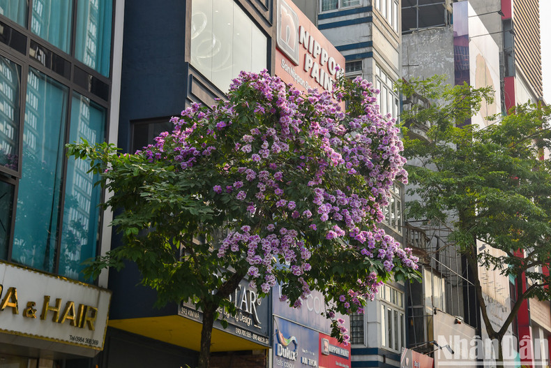 Дерево лагерстремии ярко расцветает на улице Кимма (район Бадинь, Ханой). Дерево лагерстремии ярко расцветает на улице Кимма (район Бадинь, Ханой).