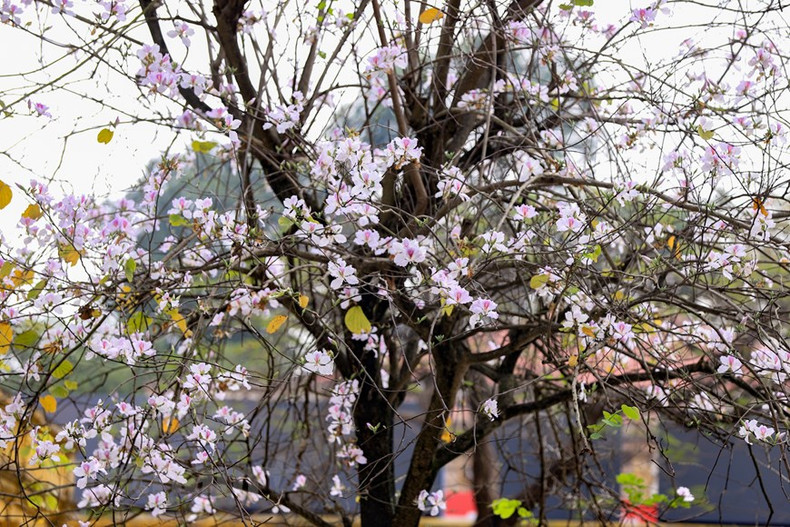 Цветы баухинии, несущие дыхание северо-западных гор, будто рассеивают холод в столице.