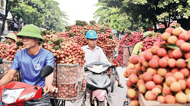Местные жители перевозят и продают личи торговцам. Местные жители перевозят и продают личи торговцам.
