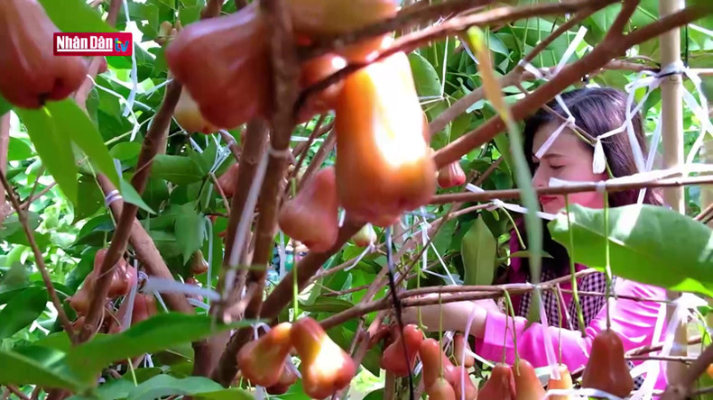 Этот остров имеет большую площадь выращивания яванского яблока. Этот остров имеет большую площадь выращивания яванского яблока.