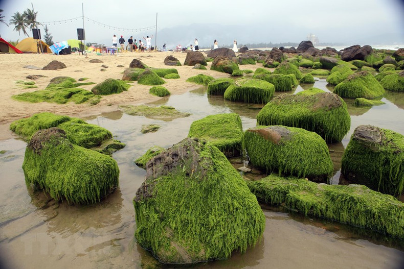 Зеленый мох покрывает скалы, создавая диковинные формы.