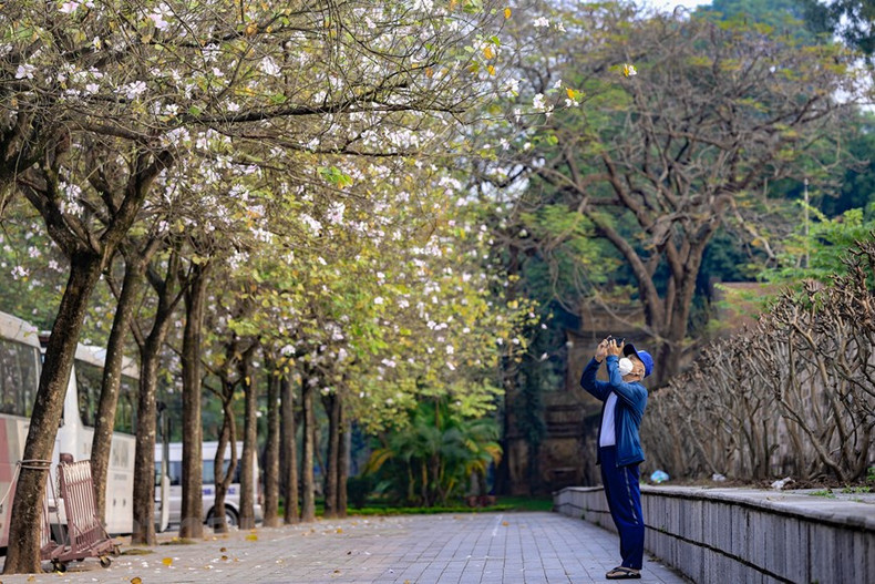 Не нужно ехать далеко на Северо-Запад страны, люди могут полюбоваться красотой цветов баухинии в центре столицы, на улицах Бакшон, Хоангзиеу и др.