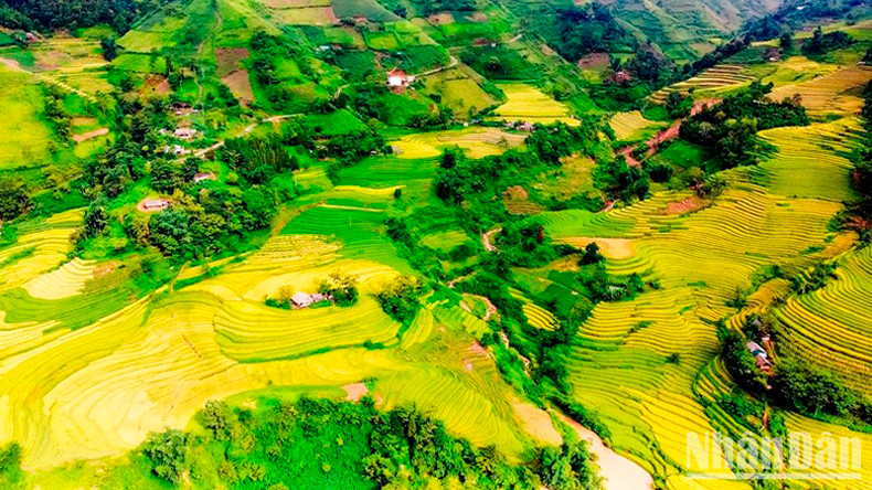 Вид на красивые террасные поля сверху.