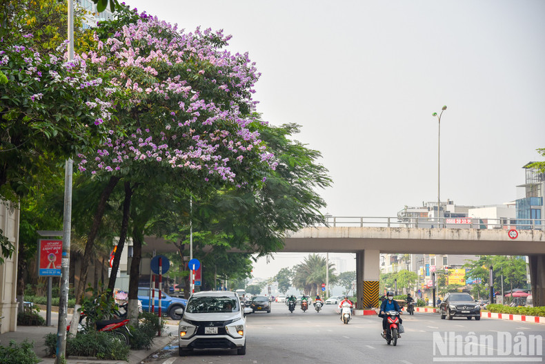 Типичный фиолетовый цвет цветов лагерстремии приковывает к себе взгляды всех проходящих. Типичный фиолетовый цвет цветов лагерстремии приковывает к себе взгляды всех проходящих.