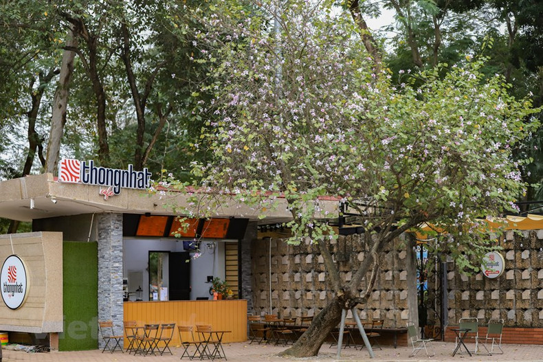 Красота цветов баухинии у кафе рядом с парком Тхонгнят.
