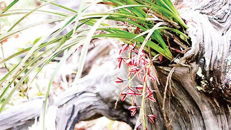 Орхидея на дереве. Орхидея на дереве.