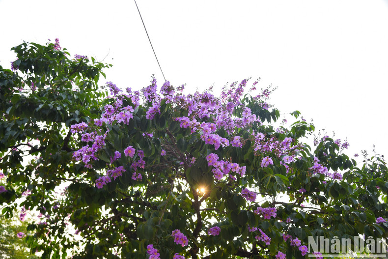 Под лучами солнца в начале лета фиолетовый цвет лагерстремии приносит прохожим ощущение прохлады. Под лучами солнца в начале лета фиолетовый цвет лагерстремии приносит прохожим ощущение прохлады.