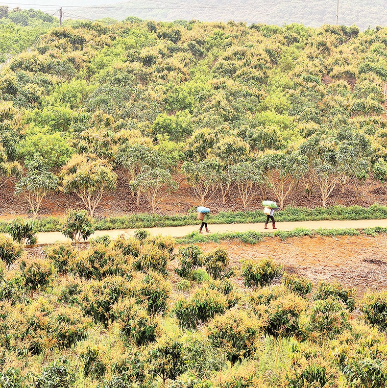 Цветы деревьев манго распускаются на холмах в общине Хатлот уезда Майшон. Цветы деревьев манго распускаются на холмах в общине Хатлот уезда Майшон.