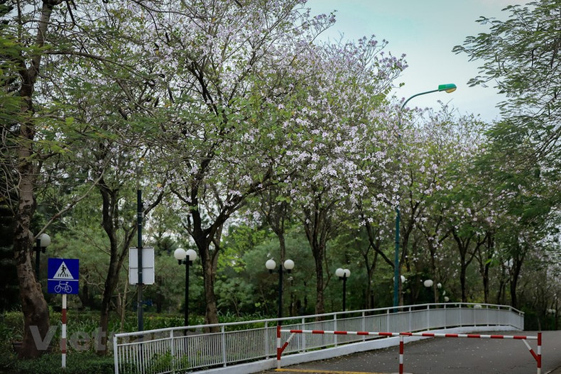 Дорога расцветающих цветов баухинии в одном городском районе в районе Бактылием.