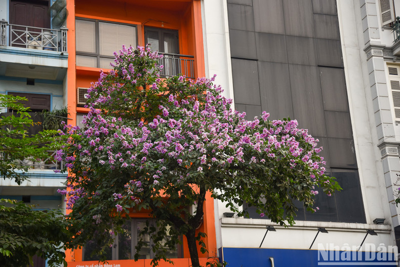 У местных жителей фиолетовые цветы лагерстремии вызывают много воспоминаний о школьных годах. У местных жителей фиолетовые цветы лагерстремии вызывают много воспоминаний о школьных годах.