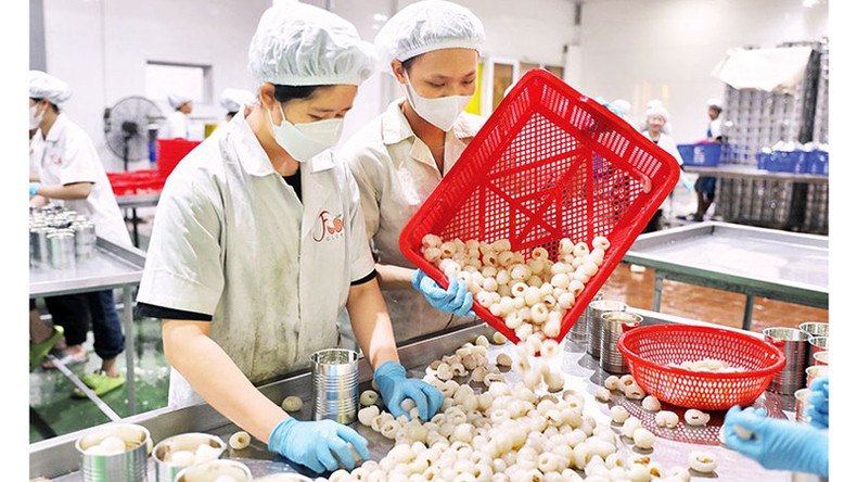 Отборные личи, подготовленные для консервирования. Отборные личи, подготовленные для консервирования.