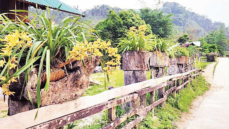 Орхидея на заборе в деревне Виронгео. Орхидея на заборе в деревне Виронгео.