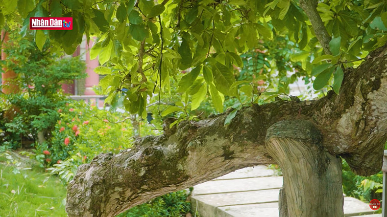 Дерево красной баррингтонии в провинции Хаужанг уже более 300 лет.