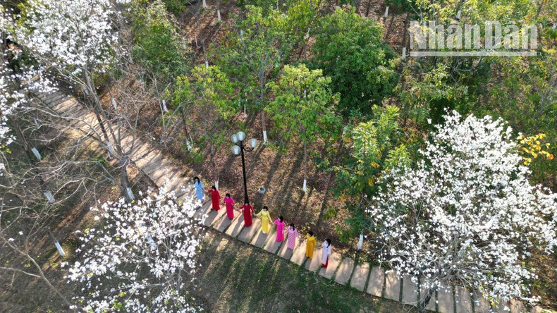 В провинции Шонла деревья баухинии высажены в центре уездов, общин и городов, создавая живописные уголки для фотосессий в пору цветения.