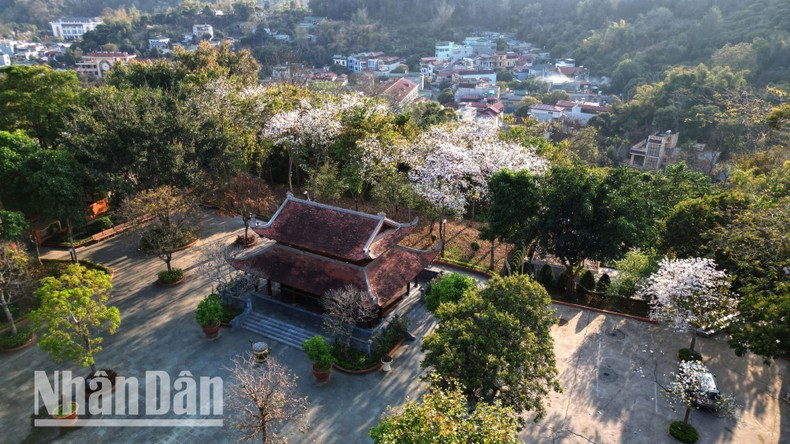 Каждый март Шонла превращается в сказочный край, где цветущие баухинии украшают улицы, деревни и холмы, привлекая туристов и местных жителей.