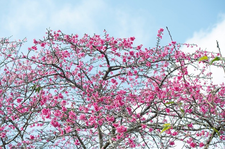 Все удивлены и очарованы блестящей и поэтической красотой цветущих деревьев сакуры. Все удивлены и очарованы блестящей и поэтической красотой цветущих деревьев сакуры.