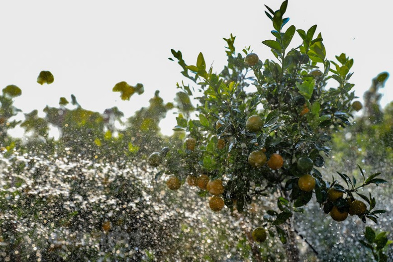 В этот засушливый сезон растения необходимо регулярно поливать, чтобы обеспечить их влагой. В этот засушливый сезон растения необходимо регулярно поливать, чтобы обеспечить их влагой.