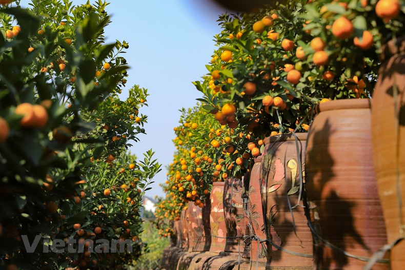 Это место предлагает различные декоративные деревья, от скромных до «роскошных». Это место предлагает различные декоративные деревья, от скромных до «роскошных».