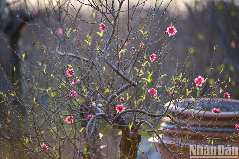 Исходя из опыта садоводов в деревне Няттан, в этом году многие предсказывают довольно благоприятную погоду. Если в декабре по лунному календарю пройдут весенние дожди, то персиковые деревья будут очень красиво цвести. Исходя из опыта садоводов в деревне Няттан, в этом году многие предсказывают довольно благоприятную погоду. Если в декабре по лунному календарю пройдут весенние дожди, то персиковые деревья будут очень красиво цвести.