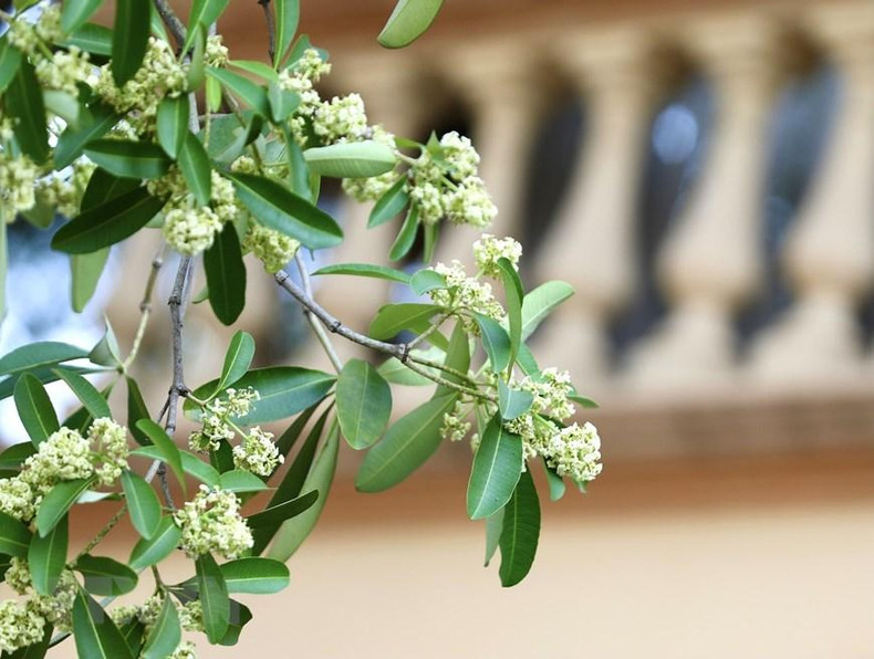Каждую позднюю осень аромат цветов альстонии наполняет все улицы и переулки.
