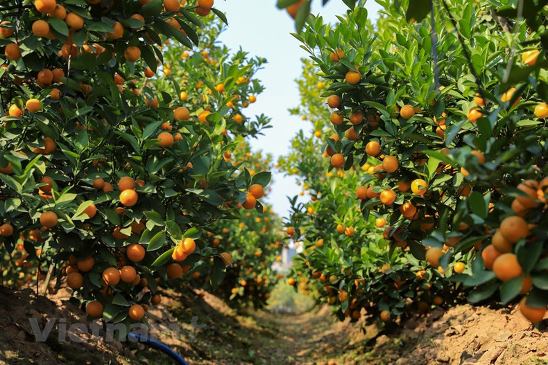 Покупатели могут найти для себя кумкваты в разных размерах, от маленьких и выращенных в банках до больших и изогнутых в разных формах деревьев. Покупатели могут найти для себя кумкваты в разных размерах, от маленьких и выращенных в банках до больших и изогнутых в разных формах деревьев.