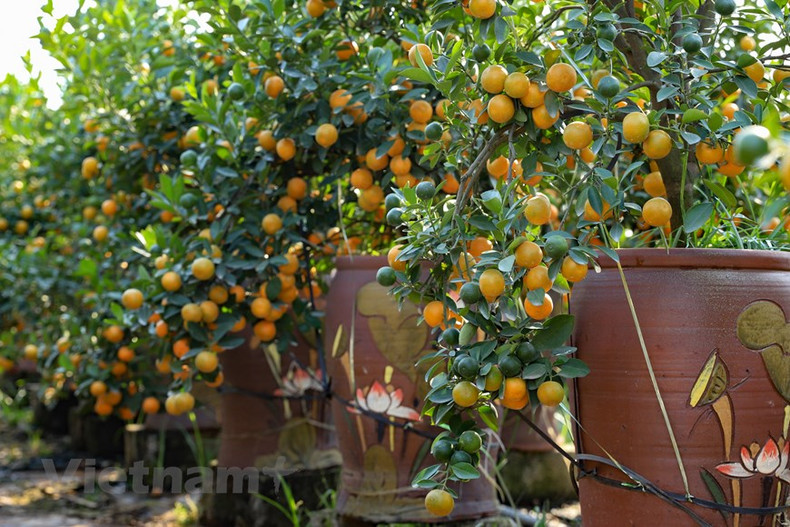 Местные фермеры сказали, что в этом году количество деревьев больше, Местные фермеры сказали, что в этом году количество деревьев больше,